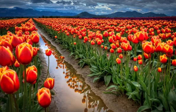 Picture field, the sky, water, clouds, mountains, reflection, spring, tulips