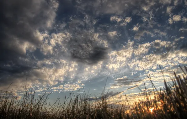 Forest, the sky, night, sunrise, swamp