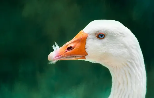 White, look, bird, portrait, treatment, profile, green background, goose