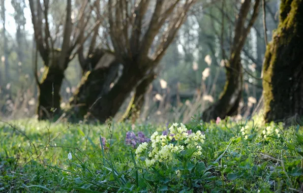 Forest, grass, light, trees, flowers, branches, Park, glade
