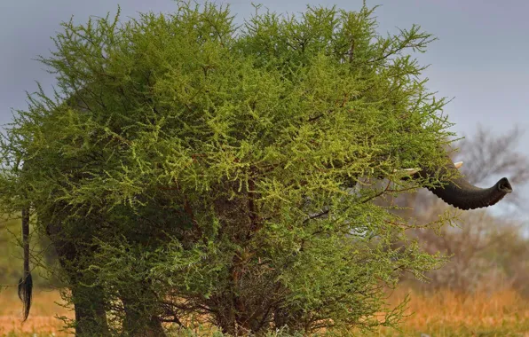 Tree, elephant, Bush, South Africa, hid, Limpopo, Marakele national Park