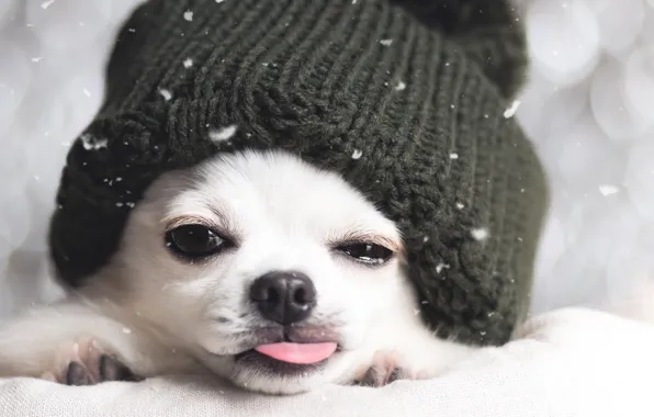 Picture winter, each, hat, dog