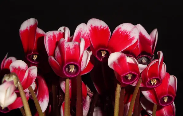 Flowers, black background, red flowers, cyclomains