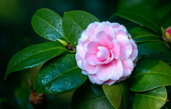 Picture leaves, drops, macro, flowers, branches, pink, flowering, bokeh