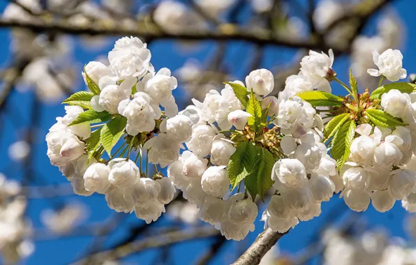 Leaves, light, flowers, cherry, branch, spring, Sakura, white