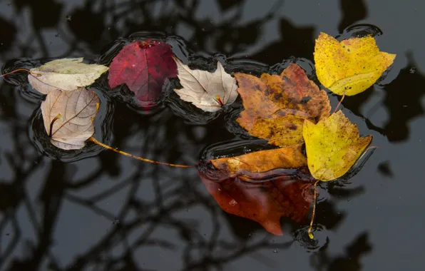 Autumn, leaves, water, surface