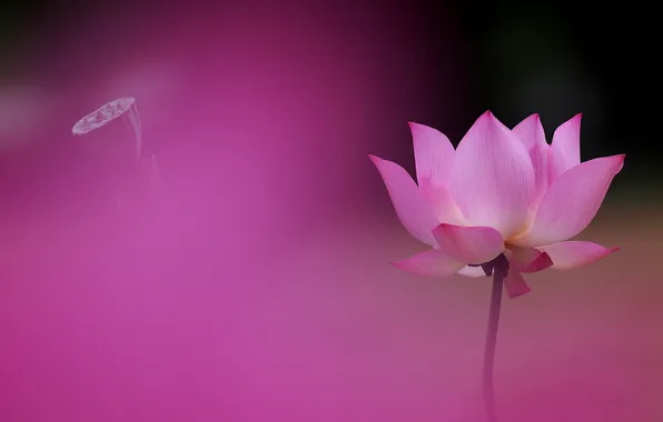 Picture macro, background, petals, Lotus