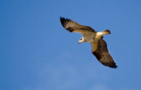 The sky, bird, flight, Falcon