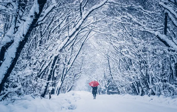 Picture winter, snow, people, umbrella, walk