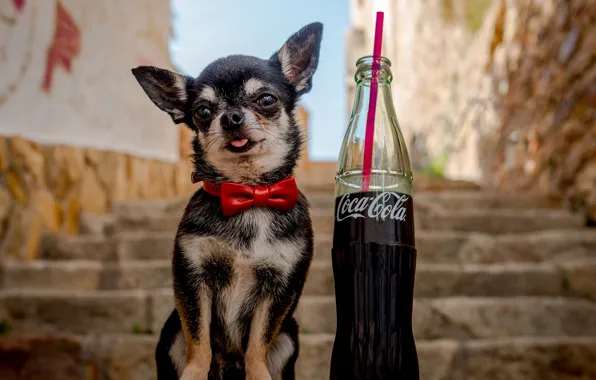 Butterfly, bottle, dog, ladder, steps, Chihuahua, Coca-Cola, doggie