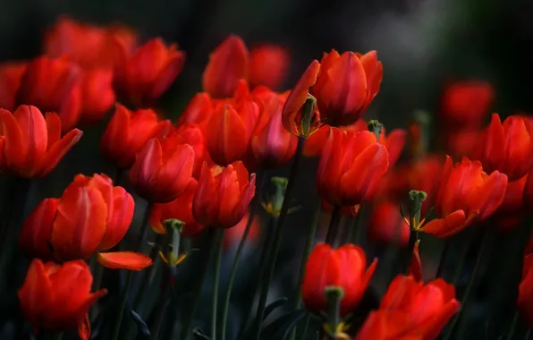 Flowers, spring, tulips, red, flowerbed