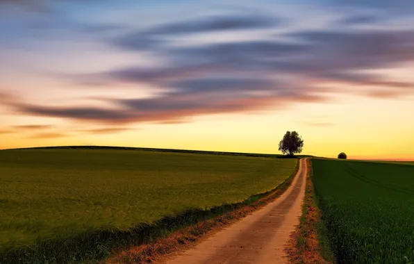 Road, field, the sky, clouds, sunset, the way, tree, dawn