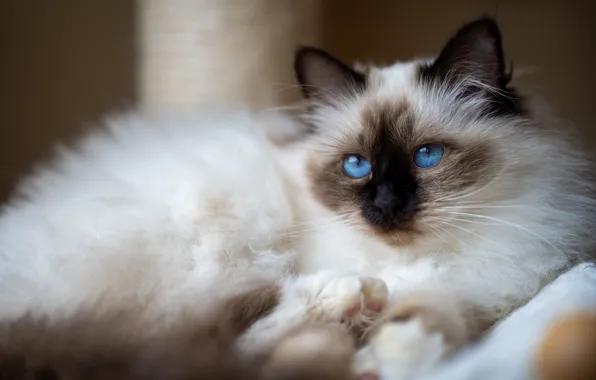 Cat, cat, look, blur, lies, blue eyes, face, scratching post