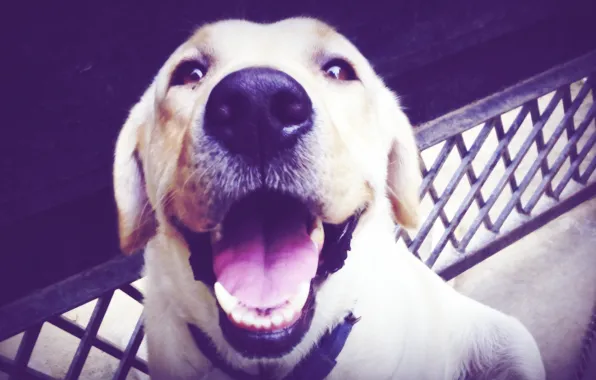 Happy, labrador, fun, funny, cute, pet, cheerful, teeth