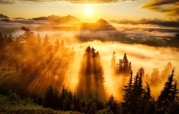 Picture the sky, the sun, clouds, trees, mountains, fog, Forest