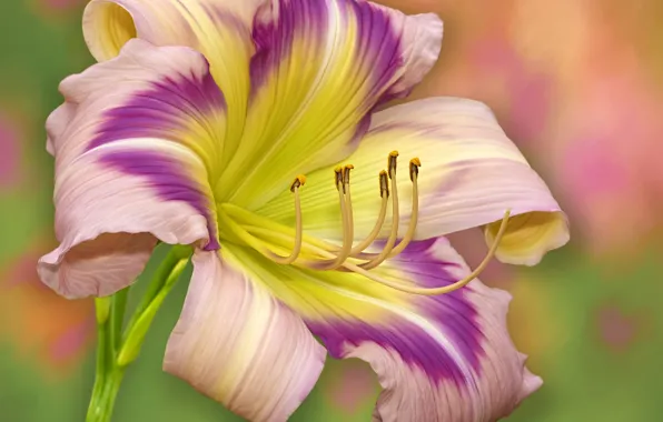 Flower, stamens, daylilies
