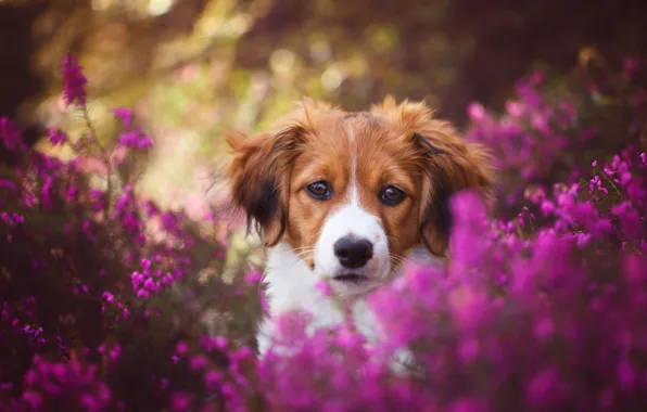 Look, face, flowers, nature, background, sweetheart, portrait, dog