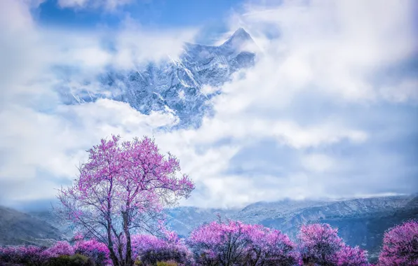 Clouds, snow, mountains, cherry, fog, tree, tops, spring