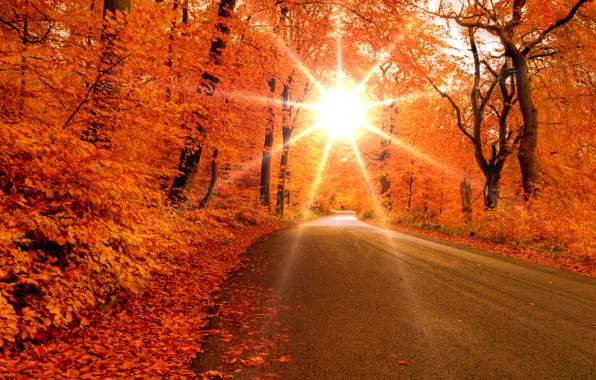 Picture road, forest, leaves, the sun, rays, trees, Autumn