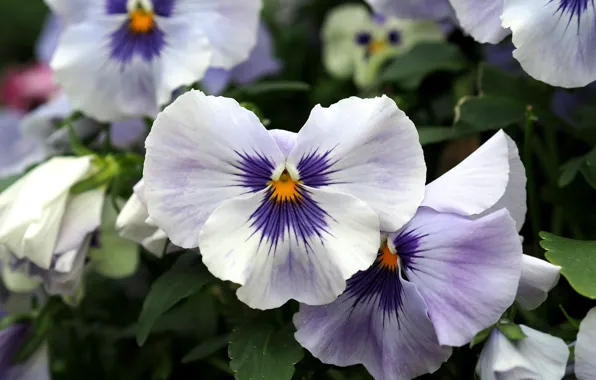 Picture Flowers, Flowers, Pansy, Pansies