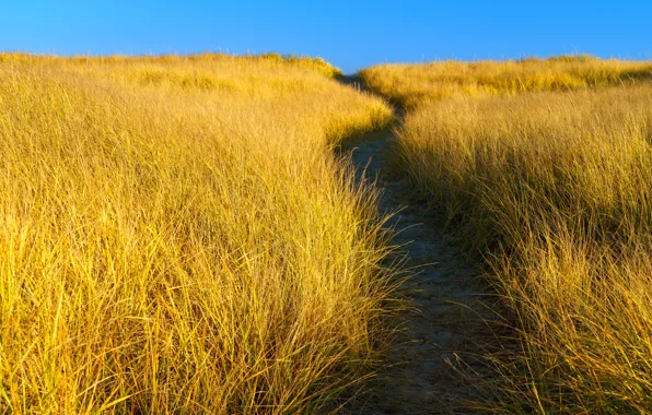 Field, grass, nature, contrast, path, yellow, blue sky
