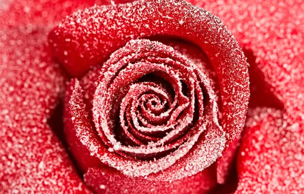 Picture macro, snow, red, roses, buds