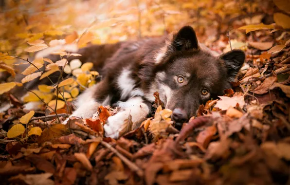 Picture autumn, look, leaves, branches, nature, pose, dog, baby