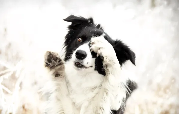 Winter, eyes, snow, dog, paws