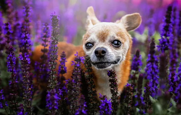 Look, flowers, nature, portrait, dog, red, face, dog