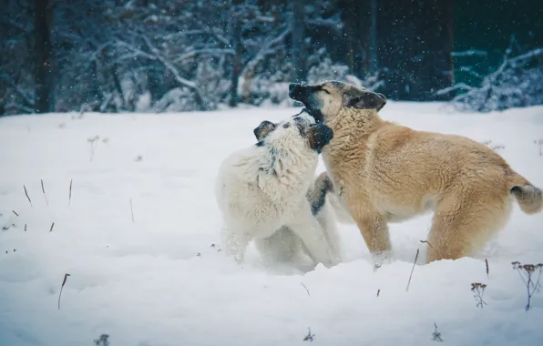 Winter, dogs, snow, game, village