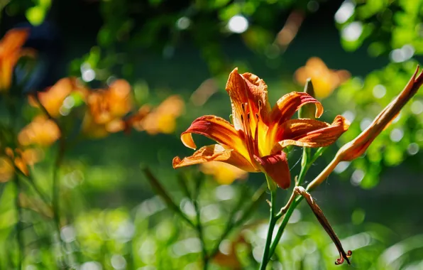 Greens, flower, summer, light, flowers, Lily, Lily, orange