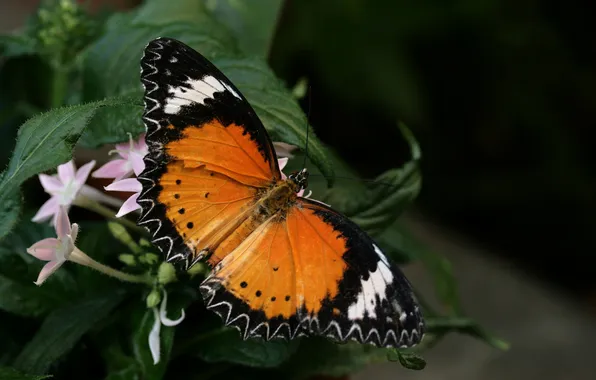 Flower, macro, butterfly, wings, beautiful, closeup