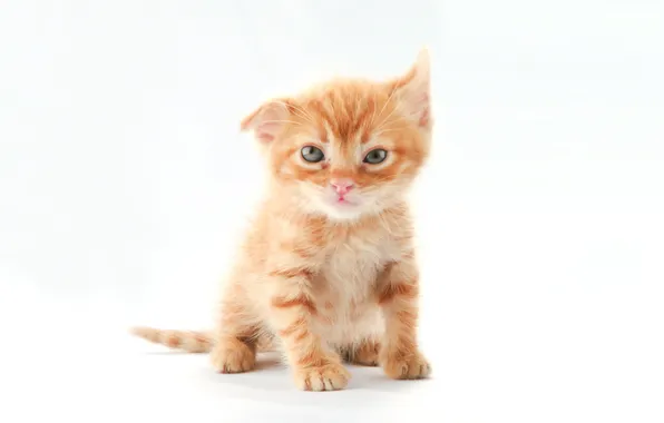 Cat, kitty, red, crank