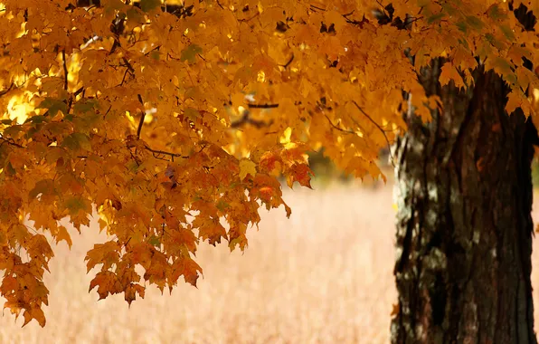 Autumn, leaves, trees