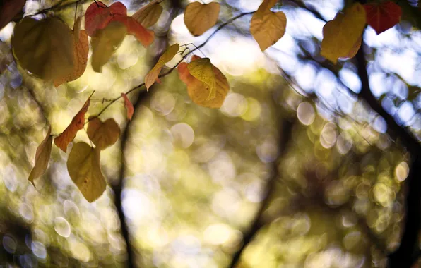 Autumn, leaves, nature