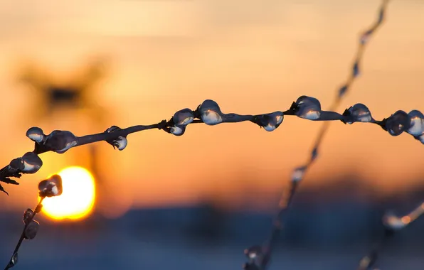 Picture NATURE, WATER, FOCUS, FROST, ICE, The SUN, SUNSET, WIND