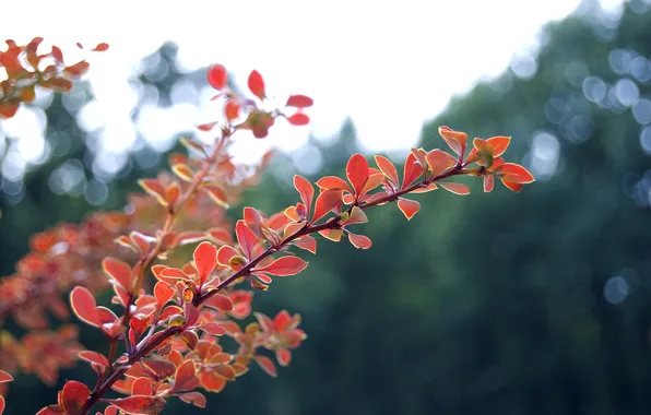 Picture autumn, leaves, macro, light, nature, glare, branch, blur