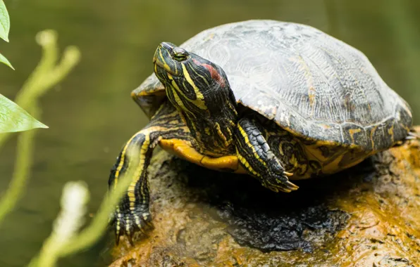 Look, leaves, pond, stone, turtle, portrait, paws, pond