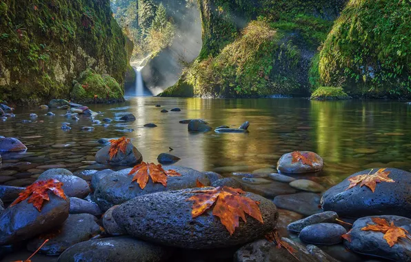 Picture forest, leaves, water, trees, mountains, lake, stones