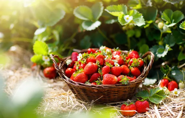 Summer, rays, light, nature, berries, garden, harvest, strawberry