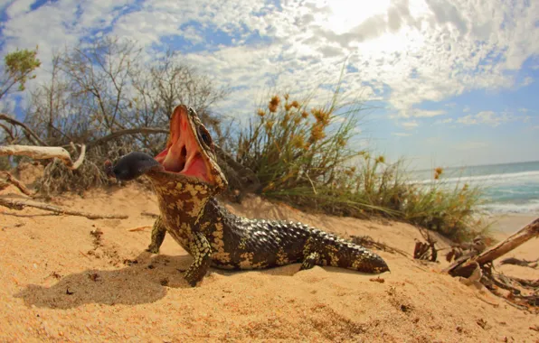 Language, lizard, mouth, The short-tailed skink, Short-tailed