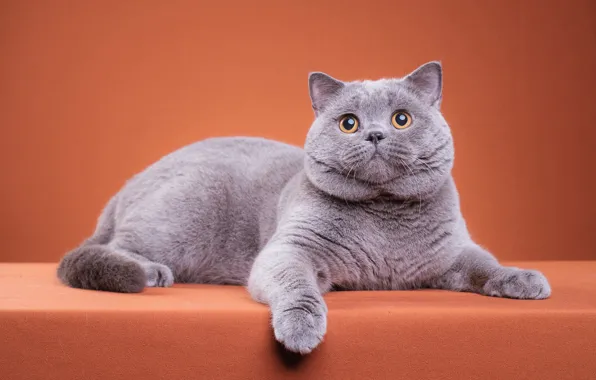 Cat, cat, look, pose, kitty, grey, paws, muzzle