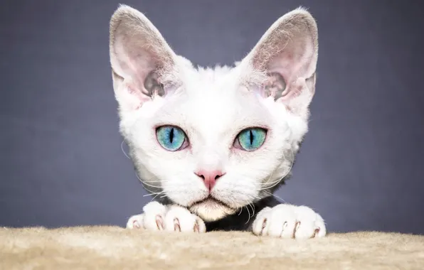 Cat, white, eyes, cat, look, face, kitty, grey