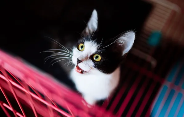 Cat, cat, look, background, black and white, dark, portrait, grille