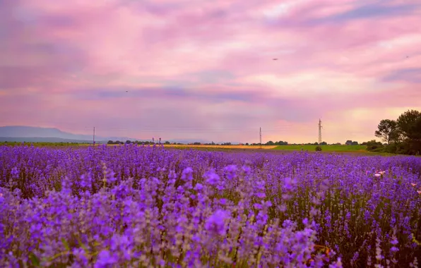 Picture Sunset, Nature, nature, Sunset, Lavender, Lavender, lavender field, Lavender field