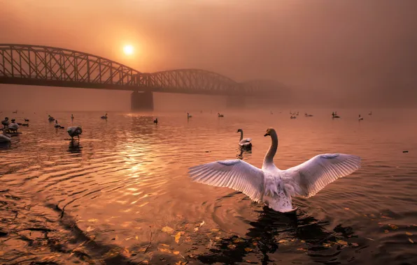 Autumn, leaves, the sun, light, sunset, bridge, fog, river