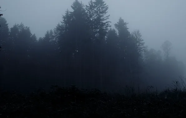 Picture forest, trees, fog, the darkness