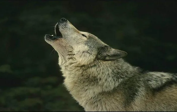 Nature, predator, animal, wolf, wildlife, portrait, portrait., Canis lupus. face