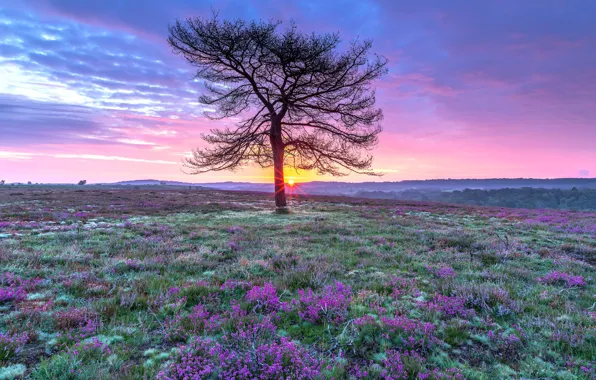 Field, the sun, flowers, tree, dawn, glade, dal, pink
