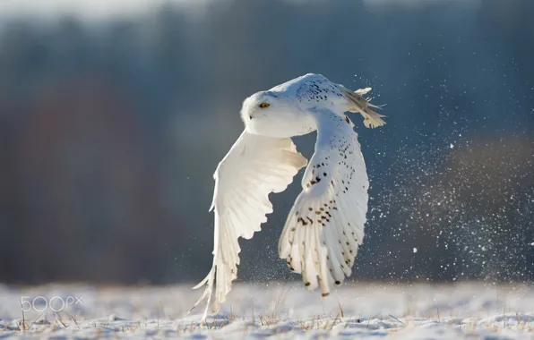 Winter, flight, owl, white, polar